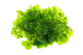 Image result for Lomariopsis warneckei