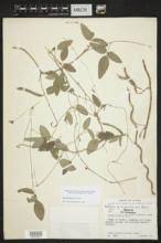 Image result for Galactia striata