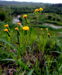 Image result for Emilia abyssinica