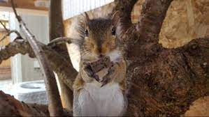 Rodent Blocks Exotic Nutrition