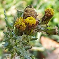 Image result for Senecio vulgaris