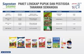 Buah bercangkang hijau loreng ini memiliki warna daging biasanya daun kemangi dimakan pada jenis masakan kering/tanpa kuah seperti pecel ayam/pecel lele, bisa juga untuk campuran berbagai jenis. Budidaya Semangka Agar Buah Besar Manis Saprotan Utama
