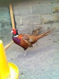 Ringneck Pheasant Dewasa Jantan Ayam