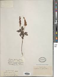 Image result for Eriosema parviflorum