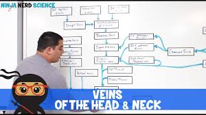 Circulatory System Veins Of The Head Neck Flow Chart