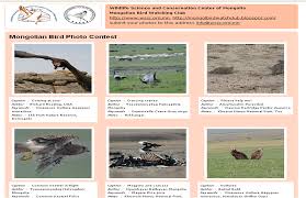 Монголын Шувуу Ажиглагчдын Клуб: Шувууны фото зургийн уралдааны мэдээ