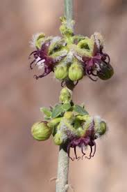 Image result for Periploca