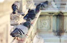Repulsif Pigeon Repulsif Naturel Et Produit Anti Pigeon Pigeon Faire Fuir Les Pigeons Repulsif