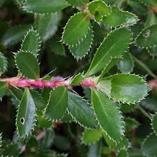 Image result for Cliffortia