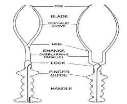 In addition, 27 other individuals have expressed opinions about the new forceps and nearly all feel that the new instrument is a definite advance for delivering babies when the head is high and when the occiput is not in the anterior half of the pelvis. Parts Of The Two Main Types Of Obstetrical Forceps Download Scientific Diagram