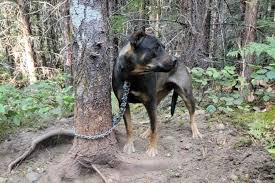 Crying Dog Found Chained to Tree in Area Bordering Fire Evacuation Zone