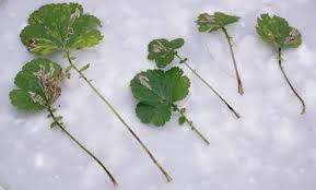 Image result for Stigmella pretiosa