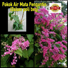 Kuntum bunganya bergerombol namun tidak begitu harum. Anak Pokok Air Mata Pengantin Pink Benih Atau Biji Benih Antigonan Ready Stok Dalam Poly Bag Shopee Malaysia