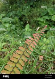 Image result for Adiantum incisum