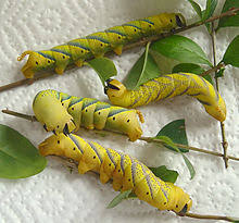 Ein psychopath entführt und tötet junge frauen im gesamten mittleren westen von amerika. Totenkopfschwarmer Wikipedia