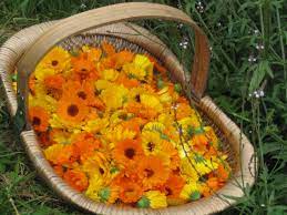 I Grow A Lot Of Calendula At My Herb Field Each Year I Need It For My Clinic Calendula Perfect Plants Herbalism