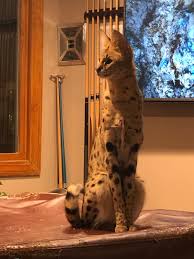Like most other cats, they are lively and playful. The African Serval Cat Reported Missing From His N H Home Has Been Found Boston Com