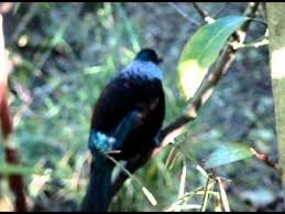 Bird That Sounds Like A Car Alarm Uk Tui Bird Singing Crazy Complicated Song Tui Bird Birds Bird Gif