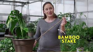 This simple diy step by step will allow to save money and make more. How To Stake A Pepper Plant Youtube
