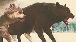 See more ideas about wolf, beautiful wolves, wolf pictures. Wolf Werewolf Gif Hunt As Requested By Myself Here Is A Gif Hunt Containing 418 Small Hq Gifs Of Wolves We Twilight Wolf Twilight Wolf Pack Werewolf