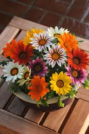 Your online store for your high quality herb seeds, flower seeds and vegetable seeds. Gazania Splendens New Day Mixture Muller Seeds