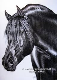 pre hengst pura raza espanola stallion pferdezeichnung in kohle bleistift von sabine lackner horseportrait h pferd zeichnung pferdezeichnung gemalte pferde