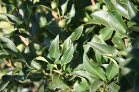 Image result for Ligustrum