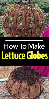 How To Make A Lettuce Ball Basket Indoor Vegetable Gardening Indoor Vegetables Veg Garden