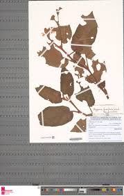 Image result for Begonia fusialata