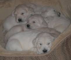 At that time, they were classified as retriever — yellow or golden. in 1920, the breed name. 21 English Cream Golden Retrievers Ideas Retriever Golden Retriever Dogs