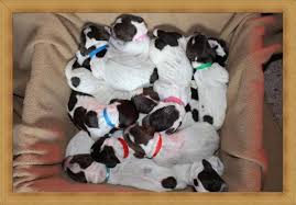 Find wirehaired pointing griffon puppies that are ready to take home immediately or will be available shortly from some of the top breeders in the country. Wirehaired Pointing Griffon Puppies For Sale In Afton Wisconsin Classified Americanlisted Com