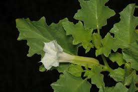 Image result for Datura ferox