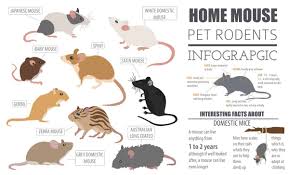 28 Common Types Of Rodents In And Around Your Home