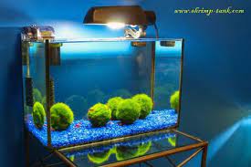 Pin On Shrimp Tank 15g