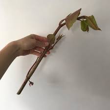 Japanse duizendknoop in de tuin. Cafe Neel De Japanse Duizendknoop Een Ware Nachtmerrie Voor Je Tuin Maar Wel Een Feest Voor Op Je Bord Volgende Week Op Het Menu Kimchi Van Japanse Duizendknoop The Japanese Knotweed