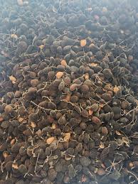 Image result for Dialium guineense