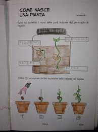 Alla scuola 'pieta' di benevento nasce un orto didattico, il secondo in citta'. 506 Nuove Foto Album Di Sonia Gabrielli Scienza Per Bambini Lezioni Di Scienze Scienza