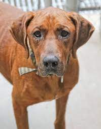 Adopt Hank Housebroken On Petfinder Redbone Coonhound Coonhound Dog Safe