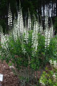 Image result for Baphia speciosa