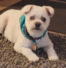 English bulldog loves riding in truck