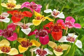 La mayoría de las flores liliáceas se pueden comer, con la excepción de las mortales camas, por supuesto. Tigridia Plantacion Y Cuidado Al Aire Libre Cuando Desenterrar Y Como Almacenar