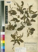 Image result for Combretum patelliforme