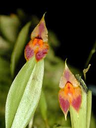 Image result for Asplenium rutifolium