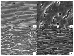 Image result for Zygophyllum leucocladum