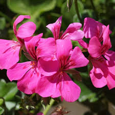 Image result for Geranium
