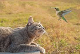 … cats like eating … fish. Five Neat Tricks To Keep Your Cat From Attacking Birds Birdlife