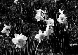 Check spelling or type a new query. Flowers White Black Nature Bloom Wild Black And White Image Field Flower Meadow Plant Pxfuel