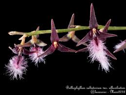 Image result for Bulbophyllum saltatorium