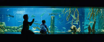 Ten Aq Tennessee Aquarium Aquarium Penguin Species