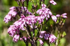 Image result for Erica wildii